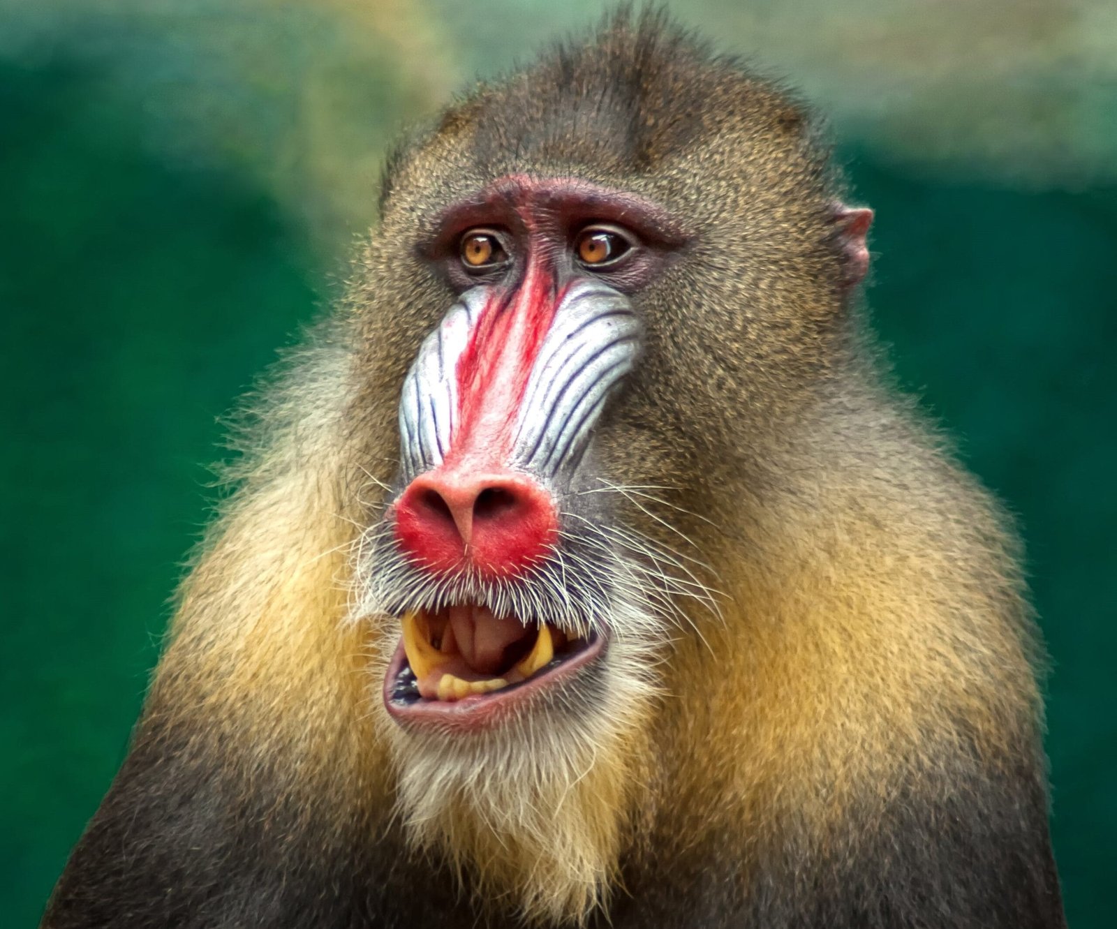 Wild Animals: A Comprehensive Blog to Their Classification