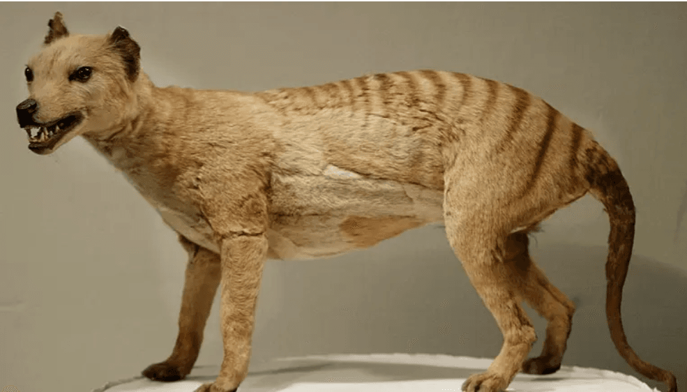 The Mystery of the Tasmanian Tiger: Is It Really Extinct?