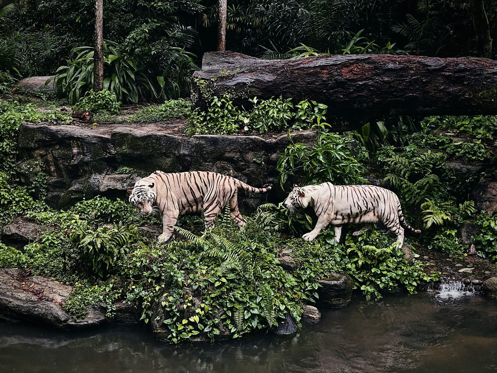 White Tigers in the Wild: Do They Still Exist?